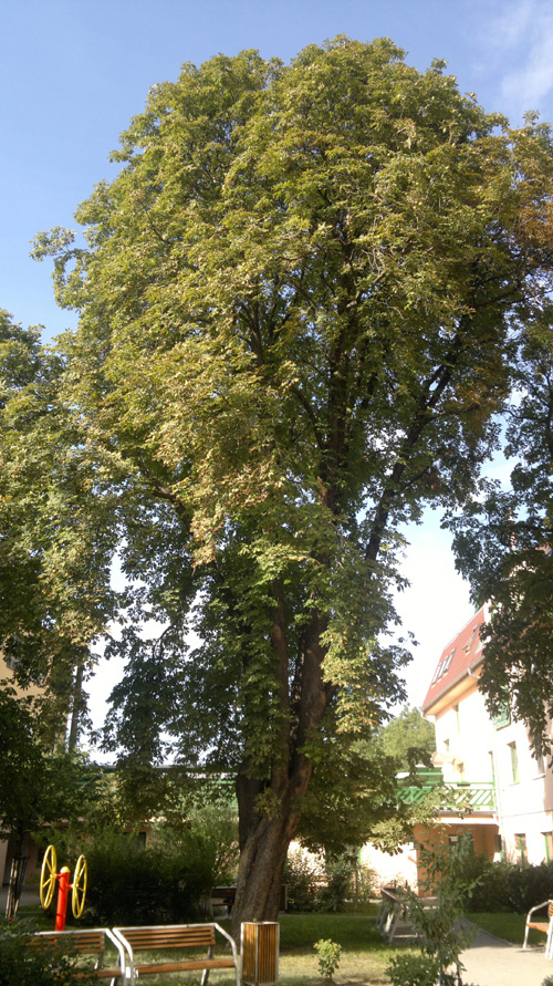 20120906_161701.jpg, 337kB