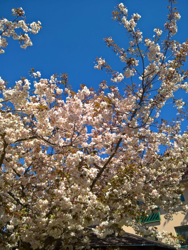 WP_20200421_14_11_45_Pro.jpg, 222kB