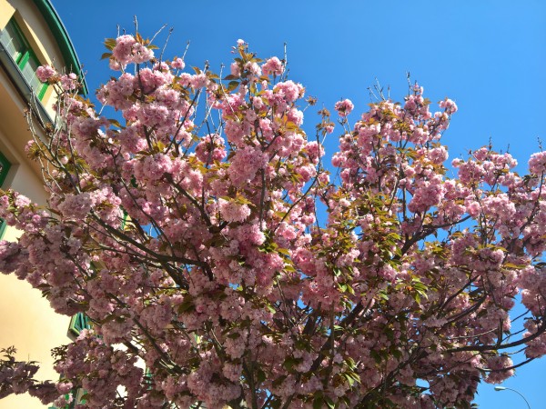 WP_20200421_14_12_57_Pro.jpg, 126kB