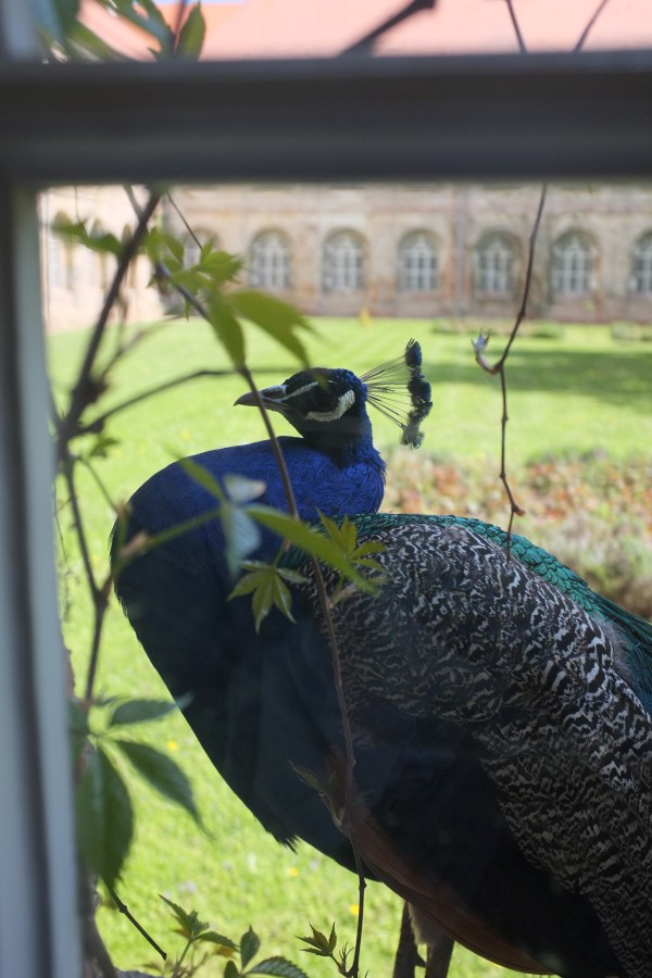 DSCF1522.JPG, 108kB