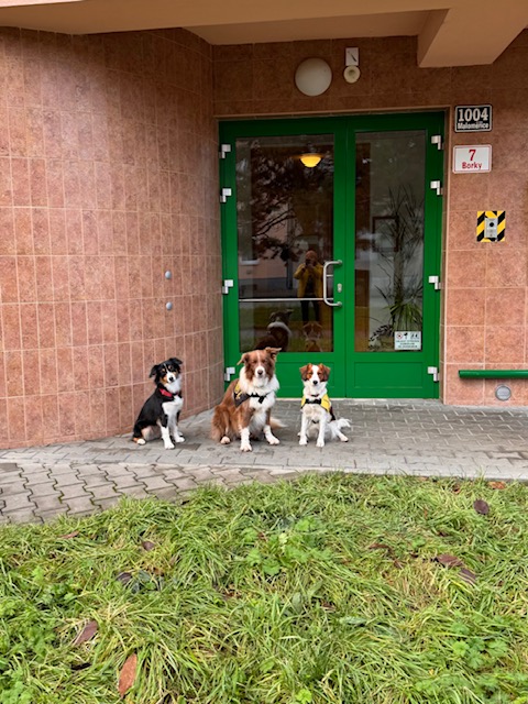 canis00.jpg, 133kB