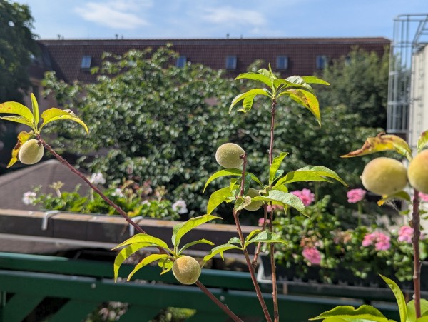 PXL_20250602_080848861.PORTRAIT.jpg, 88kB